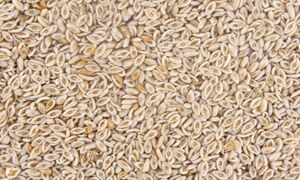 Psyllium seeds