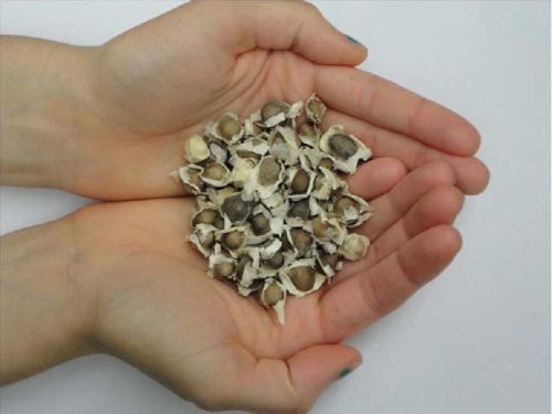Best Quality Moringa Seed, Brand Name : OEM