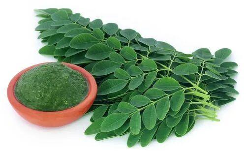 Dark Green Moringa Leaf Extract, Packaging Size : KG