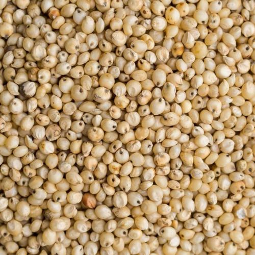 Sorghum Seeds, Packaging Type : PP Bags