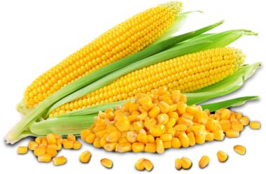 Maize, Weight : 850 Gm