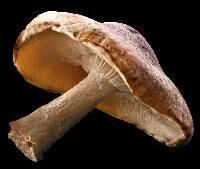 Natural Shiitake Mushroom, Color : Brown