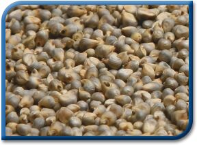 Green MILLET,green Millet