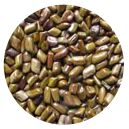 Cassia Tora Seeds