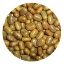 Sesbania Seed