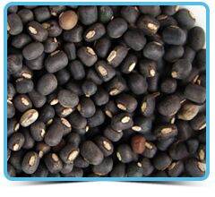 Black Matpe Beans