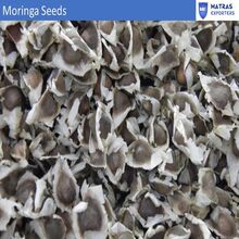 Moringa seeds, Moisture : 5% Max, Purity : 99%