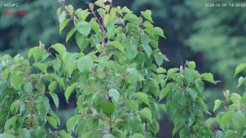 Human 6km Tank 10km 2MP/4MP 10~300mm Coaxial Zoom Day Sight TV Camera