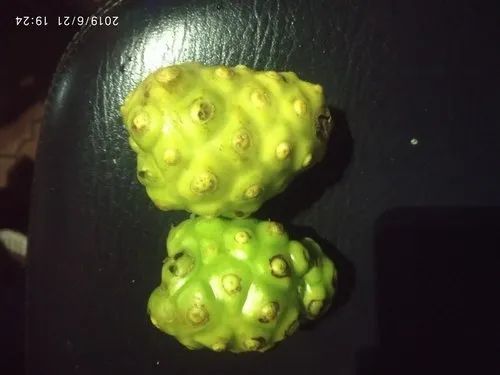 Fresh Morinda Citrifolia, Purity : 99.90%