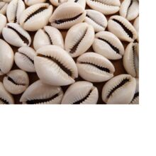 Custom Made Natural Cowrie Shells