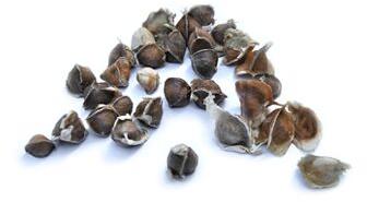 PKM1 Drumsticks Seeds, Purity : 96%