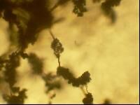 Trichoderma Viride, For AGRICULTURAL