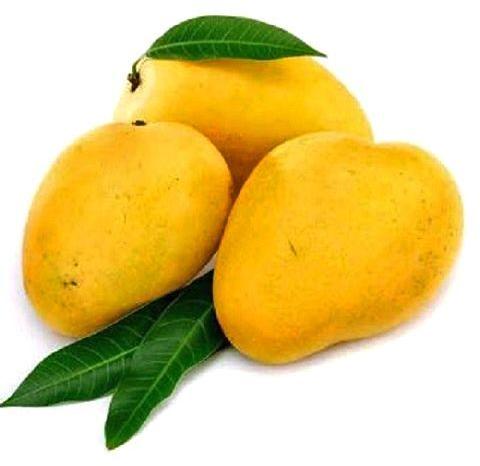 Banganapalli Mangoes