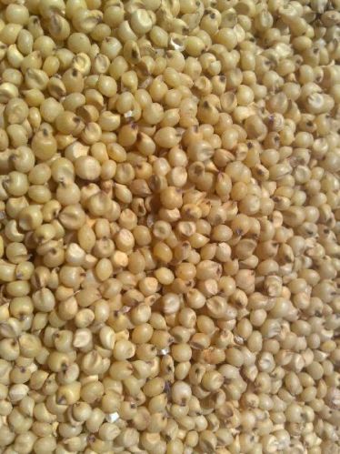 White Sorghum