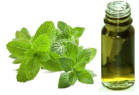 Cosmetic Catnip Oil, Color : Pale Yellow, Purity : 100%
