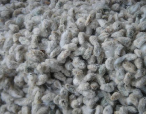 Cotton Seed, Purity : 98.9% Min