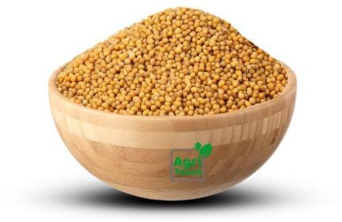 Mustard Seeds, For Cooking, Oil, Packaging Type : Plastic Packet