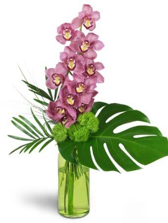 Blushing Grace Orchids