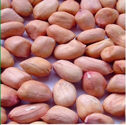 Cleaning Groundnut Kernels Bold/Java, Packaging Type : 50kg/bag