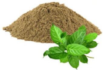 Gymnema Sylvestre Extract