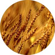 Barley, Cultivation Type : Natural