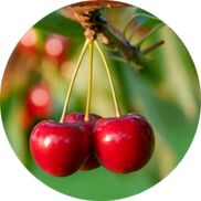 Cherry, Packaging Type : Red/Dark Red