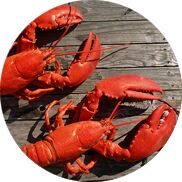 Lobster