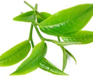 Tea, Packaging Size : 50 G