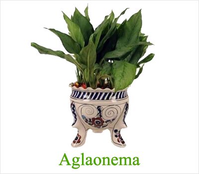 Aglaonema