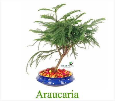 Araucaria