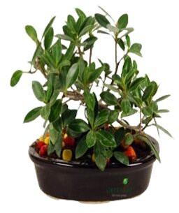 Ficus Iceland Plants