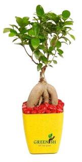 Ficus Microcarpa