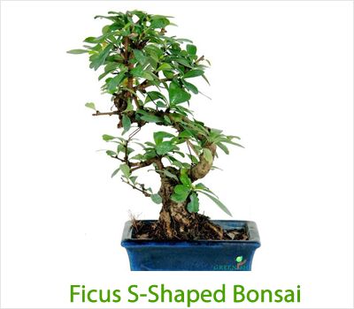 Ficus S Shaped Bonsai