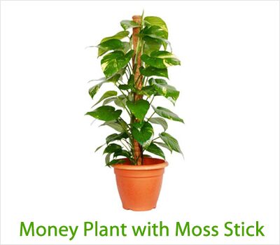 Money Plant With Mos S Stick