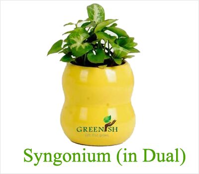 Syngonium Plant