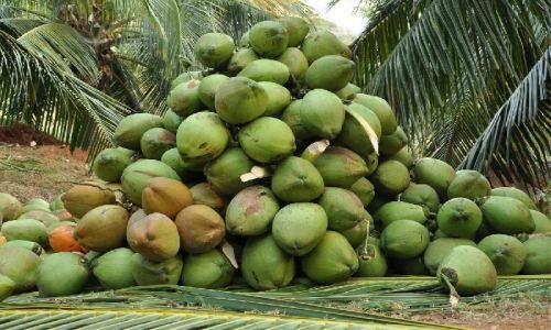 Tender Coconut