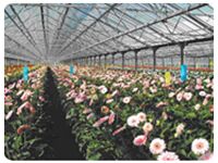 High Pressure Misting System