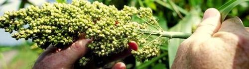 Maize Yellow Corn Animal Feed Pdf