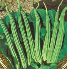 Ridge Gourd Seeds