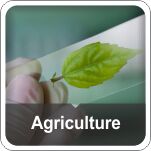 Cell Colony Analyser