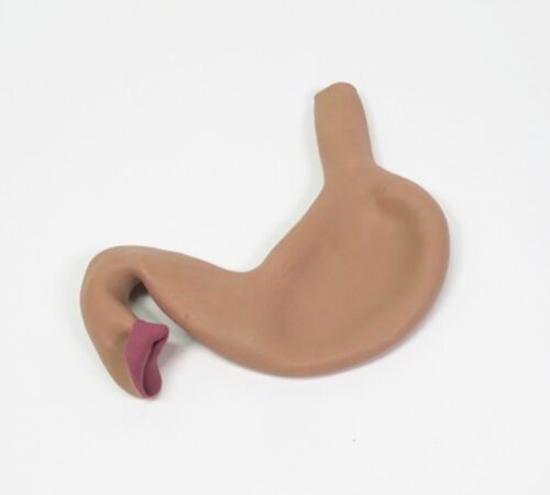 Skin Pad Stomach Suture Model, Color : Skin