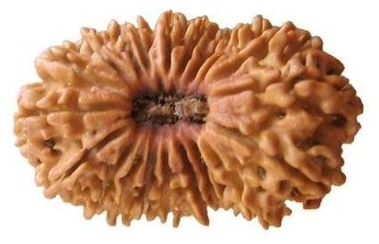 21 Mukhi Rudraksha