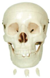 Adult PVC Plastic Skull Model