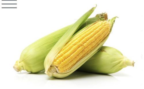 Maize