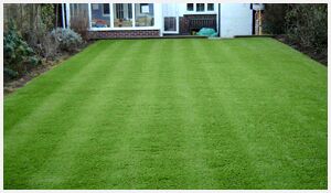 Artificial Grass