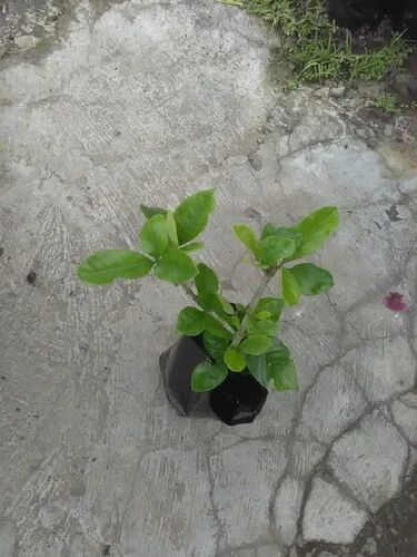 Green (leaf) Hybrid Chameli Plant