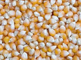 Maize, Quality Available : A Grade