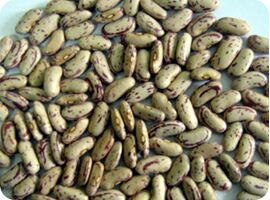 Kidney beans, Packaging Type : Bag Or Can