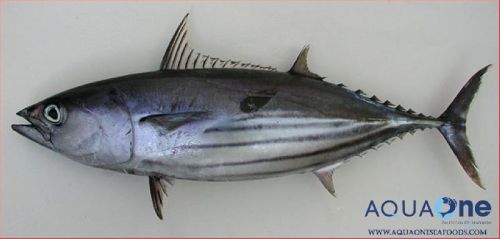 Aquaone Seafoods Skipjack Tuna Fish, Style : Frozen