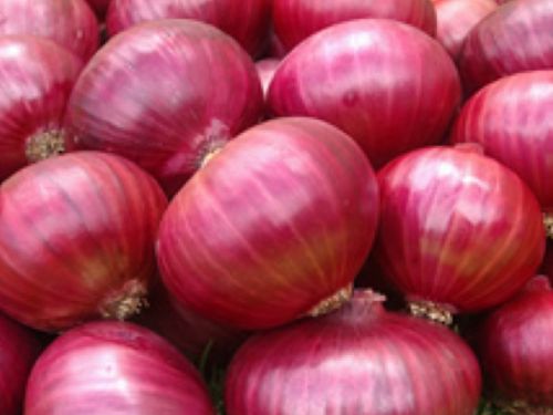 Fresh Big Onion, For Human Consumption, Packaging Size : 25kg 50kg